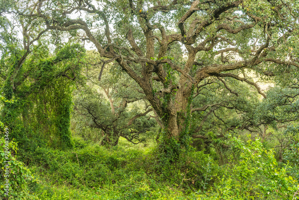 Alcornocales Natural Park in Algeciras - Cadiz. Alcornocales Natural Park in Algeciras - Cadiz.