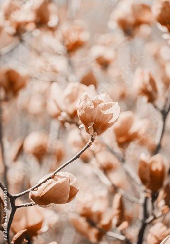 Spring magnolia flowers on the natural background. For this picture applied color toning effect (ID: 706903630)