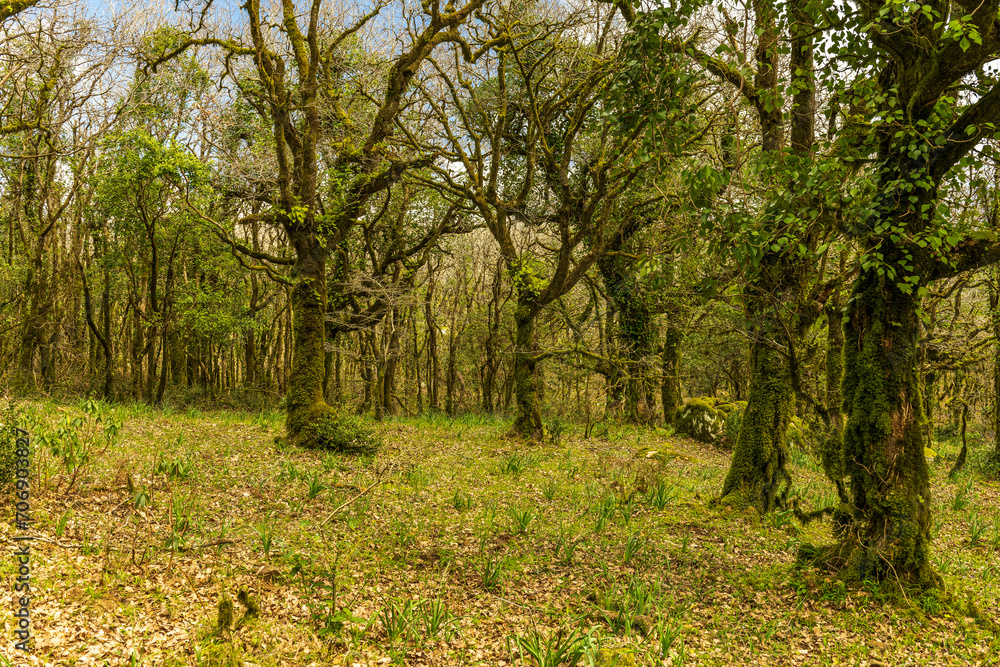 Alcornocales Natural Park in Algeciras - Cadiz. Alcornocales Natural Park in Algeciras - Cadiz.