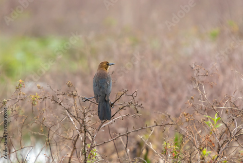 A Brown-headed Cowbird (Molothrus ater) at Lake Tohopekaliga in Florida, USA photo