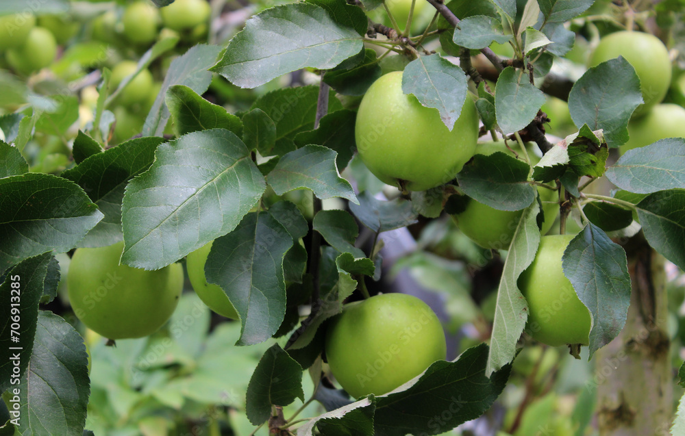 Ripe Apples In A Leaves On A Branch Of A Tree In Apple Orchard
Ripe Apples In A Leaves On A Branch Of A Tree In Apple Orchard