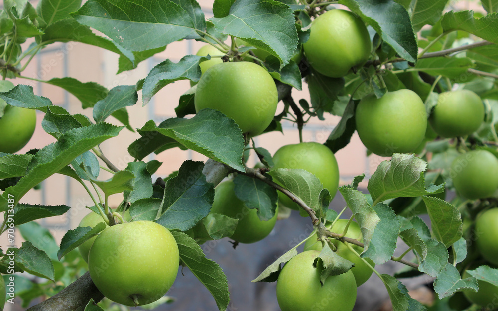 Branch Of Apple Tree With Ripe Apple Fruits Stock Photo
