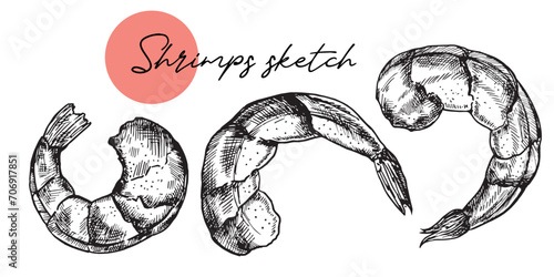 Hand drawn sketch style seafood set. Shripms, prawns collection vector illustrations.