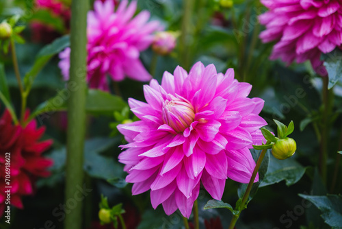 A park full of beautiful flowers in Nara Prefecture   Umamikyuryo Park   