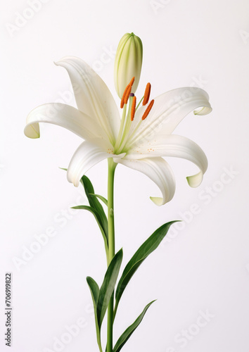 Background beauty botany flowers blooming blossom green white spring floral petal nature plant lily