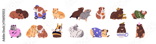 Different guinea pigs set. Cute domestic cavies posing in fashion clothes. Funny rodent couple hugs, rest. Small fluffy animals, amusing pet eating, yawns. Flat isolated vector illustration on white