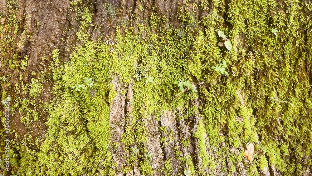 green natural moss has grown up on a rock. moss closeup, macro. green natural moss has grown up on a rock. moss closeup, macro.