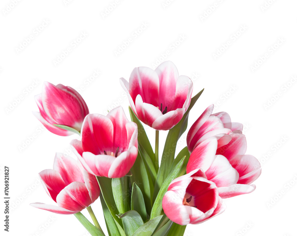 Bouquet of pink and white Tulips isolated on white background. Bouquet of pink and white Tulips isolated on white background.