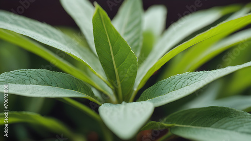 Close-up of a green plant  sage leaves plant  medicine plant Closeup of fresh green leaves of sage on blurred background against sunlight in nature