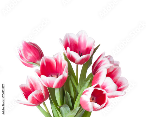 Bouquet of  pink and white Tulips isolated on white background.