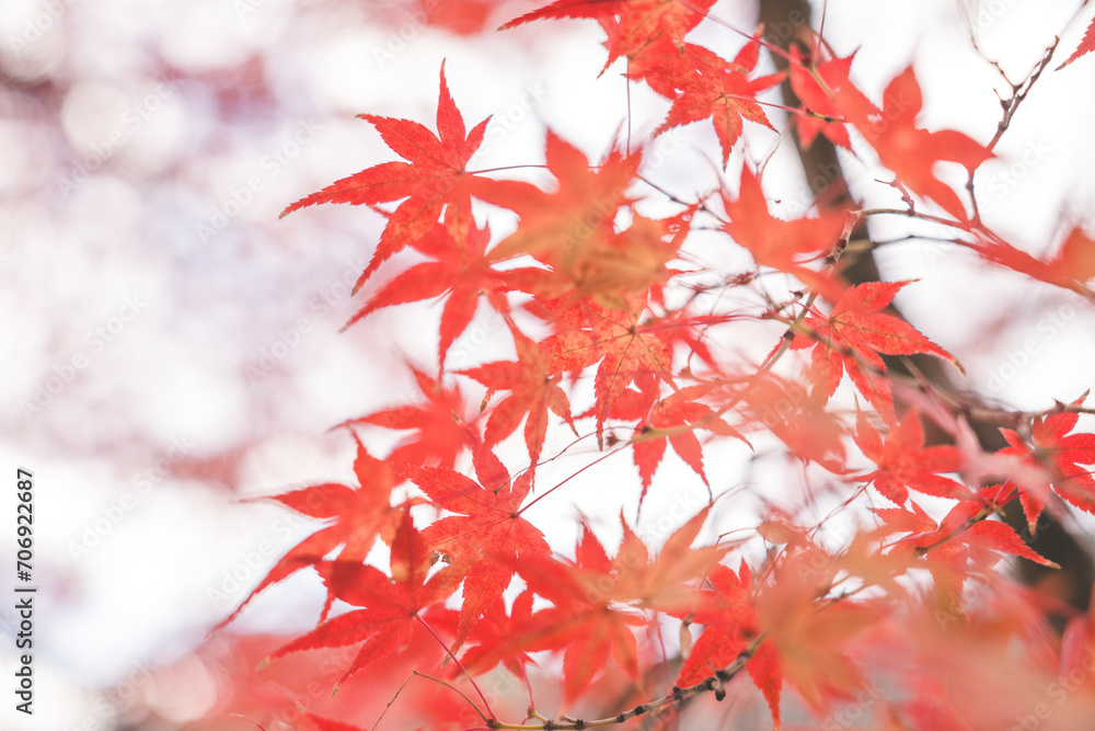 Beautiful autumn landscape.Colorful foliage in autumn.Falling maple leaf seasons.Maple leaves turn yellow, orange, red in autumn. Beautiful autumn landscape.Colorful foliage in autumn.Falling maple leaf seasons.Maple leaves turn yellow, orange, red in autumn.