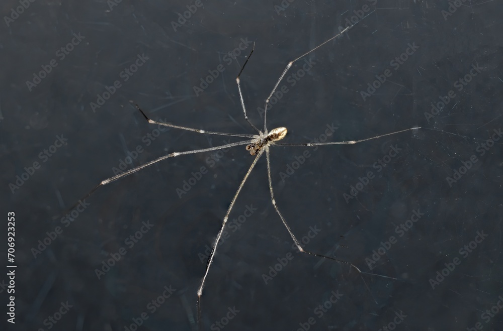 Pholcus phalangioides, Daddy long legs spider, Cellar Spiders studio shot, isolated on black background Pholcus phalangioides, Daddy long legs spider, Cellar Spiders studio shot, isolated on black background