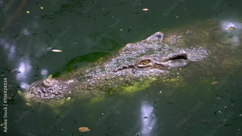 Close up large crocodile head on surface of water, motionless stare with large teeth Close up large crocodile head on surface of water, motionless stare with large teeth