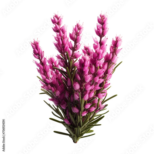 Heather flower isolated on transparent background