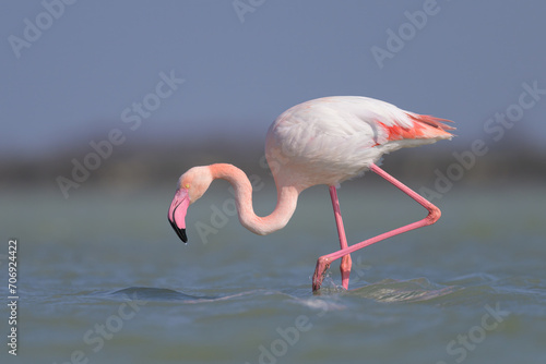 A Greater Flamingo walking in the water looking for food