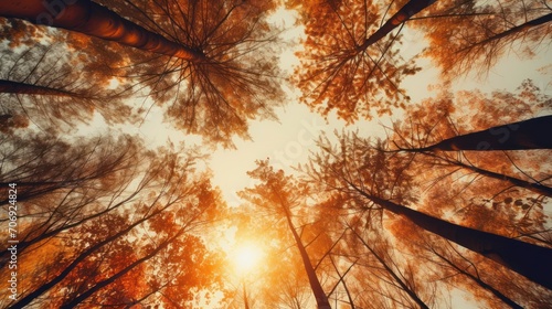 Blurred nature background of trees looking up with sunlight and orange vintage filter.