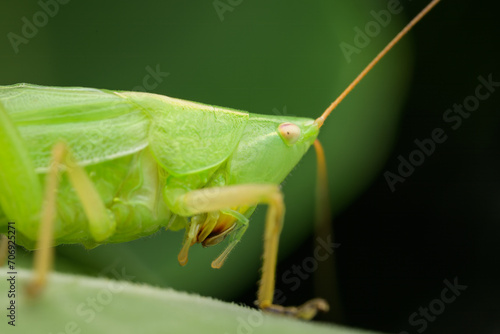 Portrait of a cone headed grasshopper sitting
