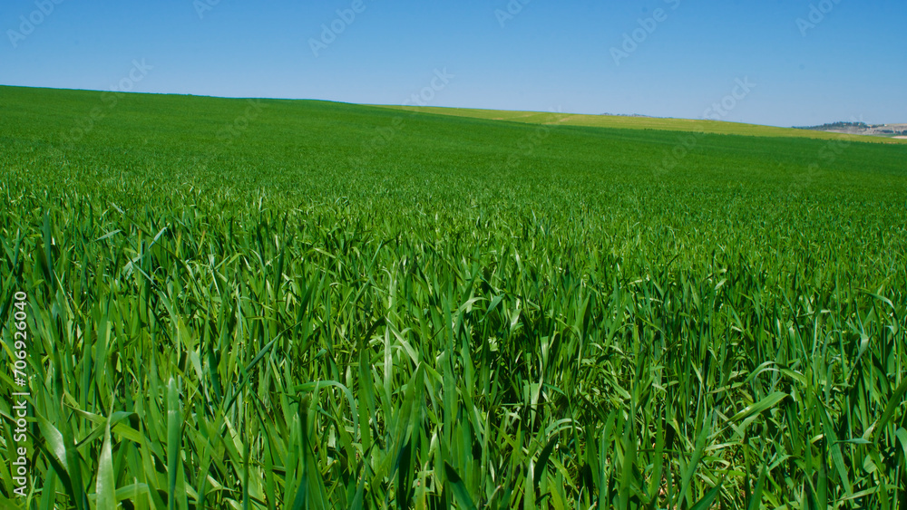 Green fields in spring. Blue skies, green fields and dirt roads. Clear skies and fertile fields in the sunshine. Green fields in spring. Blue skies, green fields and dirt roads. Clear skies and fertile fields in the sunshine.