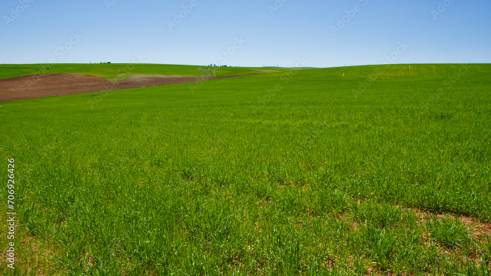 Green fields in spring. Blue skies, green fields and dirt roads. Clear skies and fertile fields in the sunshine.