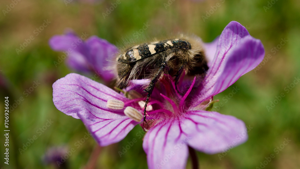 Geranium tuberosum, camel sole, chamomile. Camel Buckbill, tuberous cranebill. Perennial spring flower that blooms in fields and rocks. Wild flower with bees on it. Geranium tuberosum, camel sole, chamomile. Camel Buckbill, tuberous cranebill. Perennial spring flower that blooms in fields and rocks. Wild flower with bees on it.
