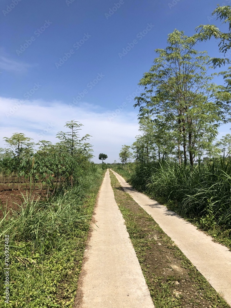 Captivating rural landscape with lush green paddy fields, coconut trees, and crystal-clear stream. Serene countryside beauty Captivating rural landscape with lush green paddy fields, coconut trees, and crystal-clear stream. Serene countryside beauty