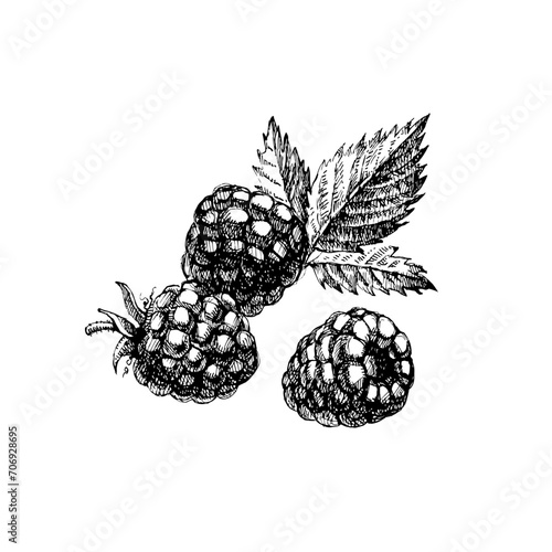 Hand drawn vintage sketch raspberry berries set. Vector illustration of eco food