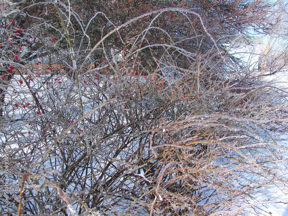A large bush with abundant red rose hips on icy branches on a frosty clear winter day. A large bush with abundant red rose hips on icy branches on a frosty clear winter day.