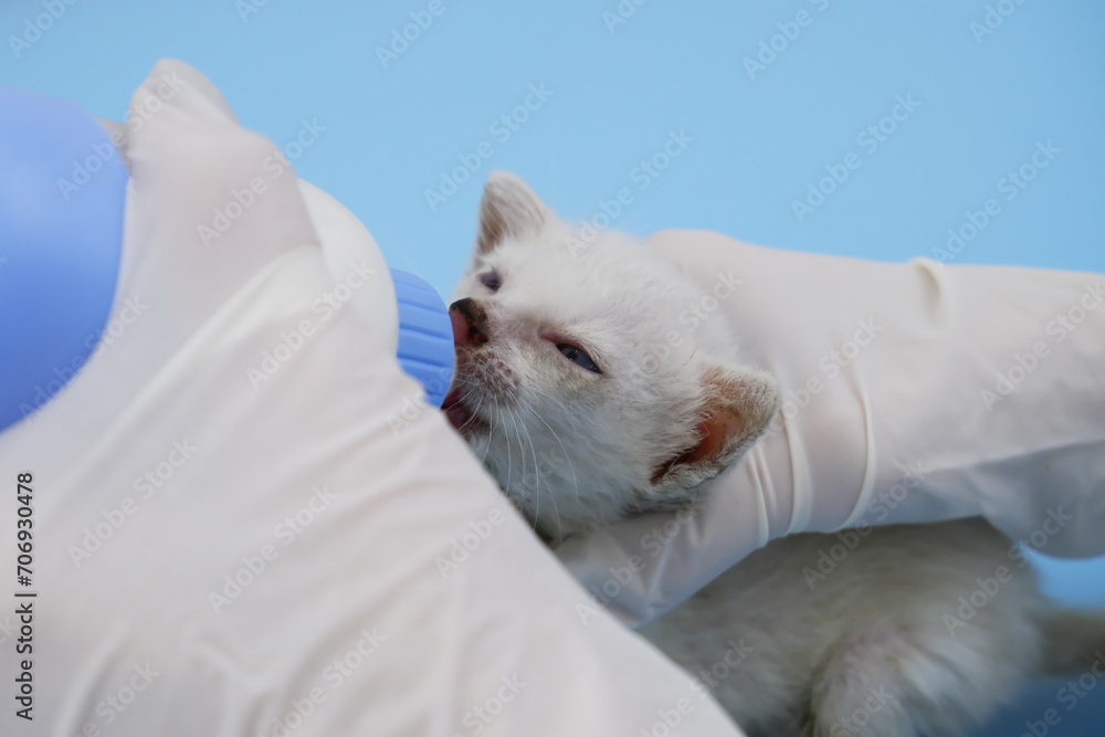 Close-up of veterinarian feeds milk to small hungry kitten left without mother. 	