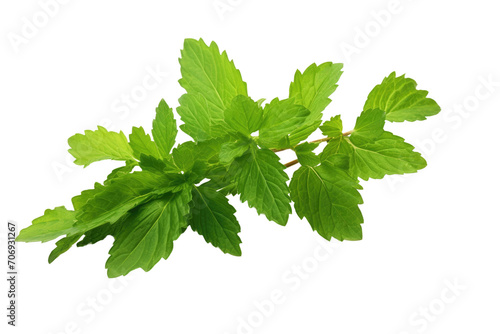 Fragrant Fresh Herb Isolated On Transparent Background