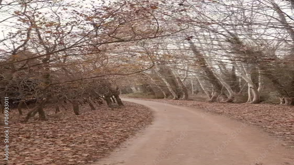 Dirt road between autumn trees with fallen leaves around. Dirt road between autumn trees with fallen leaves around.