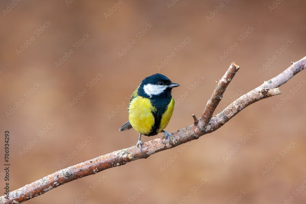 cute little bird in yellow black colors,Great Tit, Parus major cute little bird in yellow black colors,Great Tit, Parus major