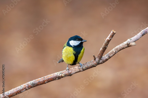cute little bird in yellow black colors,Great Tit, Parus major