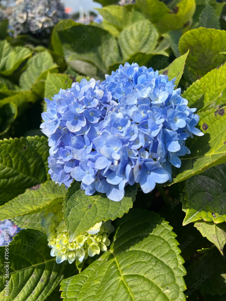 Hydrangea blooming in the garden.