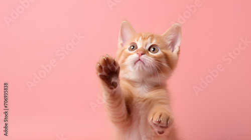 Funny ginger cat with its front paw raised on pink background.