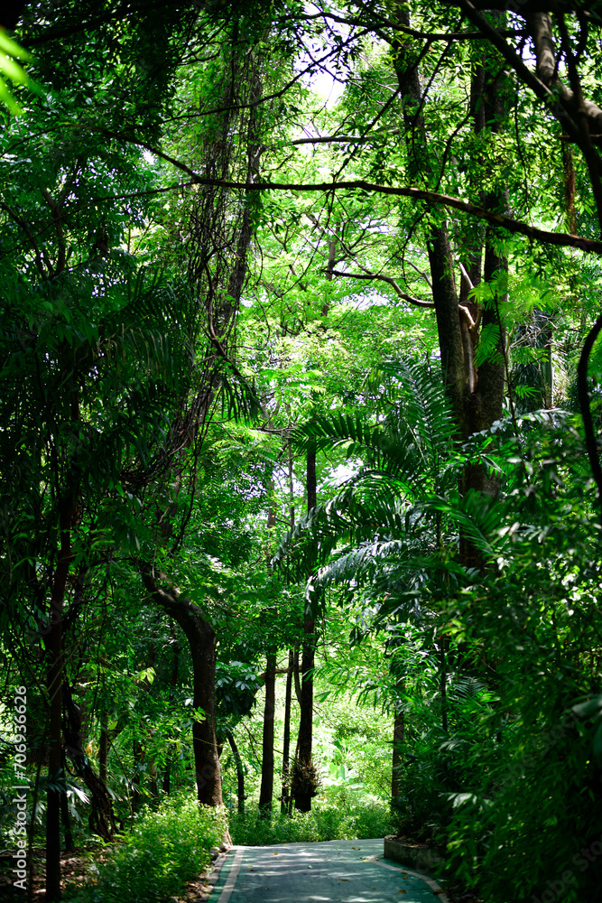 Fototapeta premium The image depicts a tranquil park scene with a concrete path winding through lush greenery, bathed in dappled sunlight from the leafy canopy above. It’s a peaceful snapshot of nature, free from any hu
