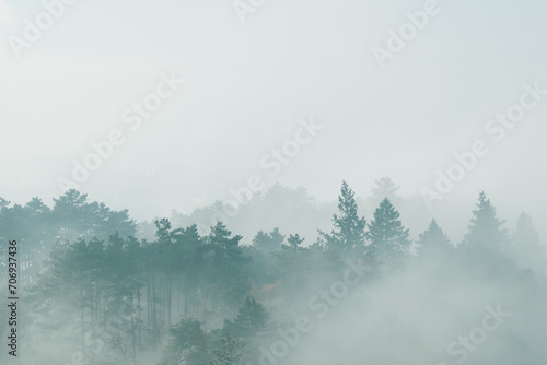 Foggy forest © gabrielitta
