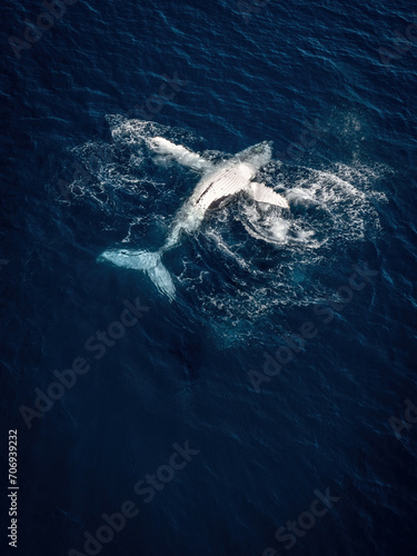 breaching humpback whale  photo