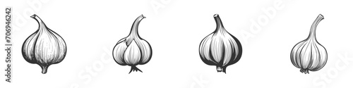 Garlic drawing silhouette. Vector illustration