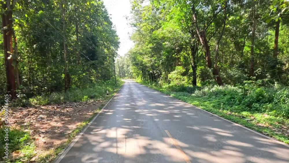 Scenic Forest Road Journey Scenic Forest Road Journey