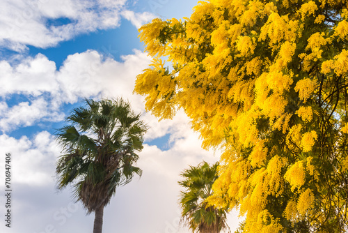 Scenic view of yellow mimosa tree blooming in winter in south of France 