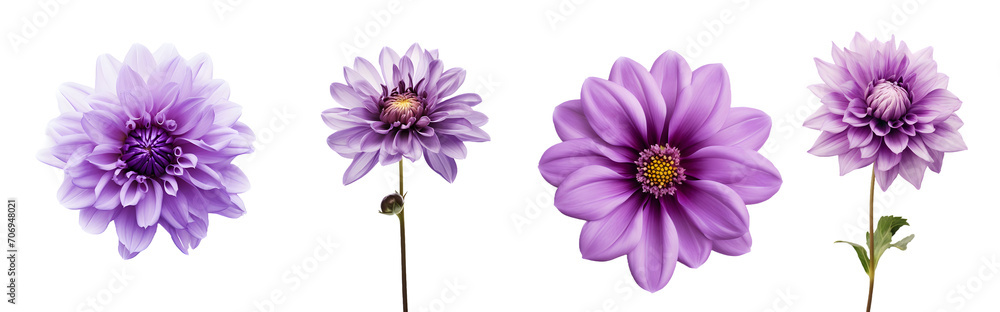 purple flower isolated on a transparent PNG background, white background, Generative Ai
