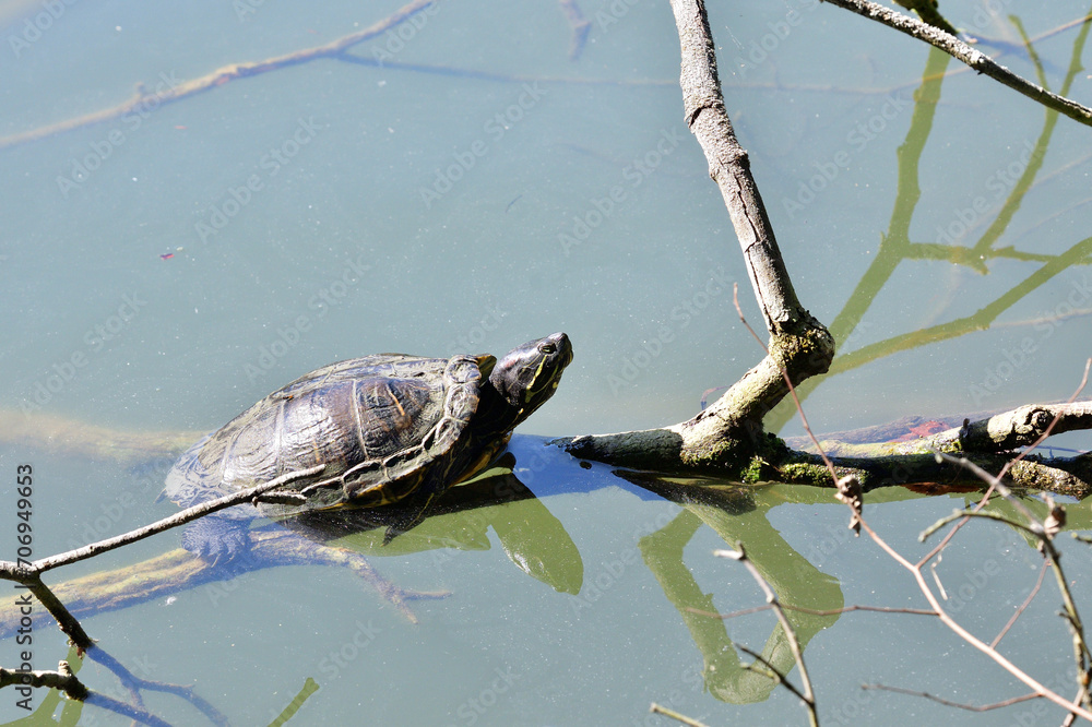 European pond turtle climbs a branch out of the water to bask in the sun