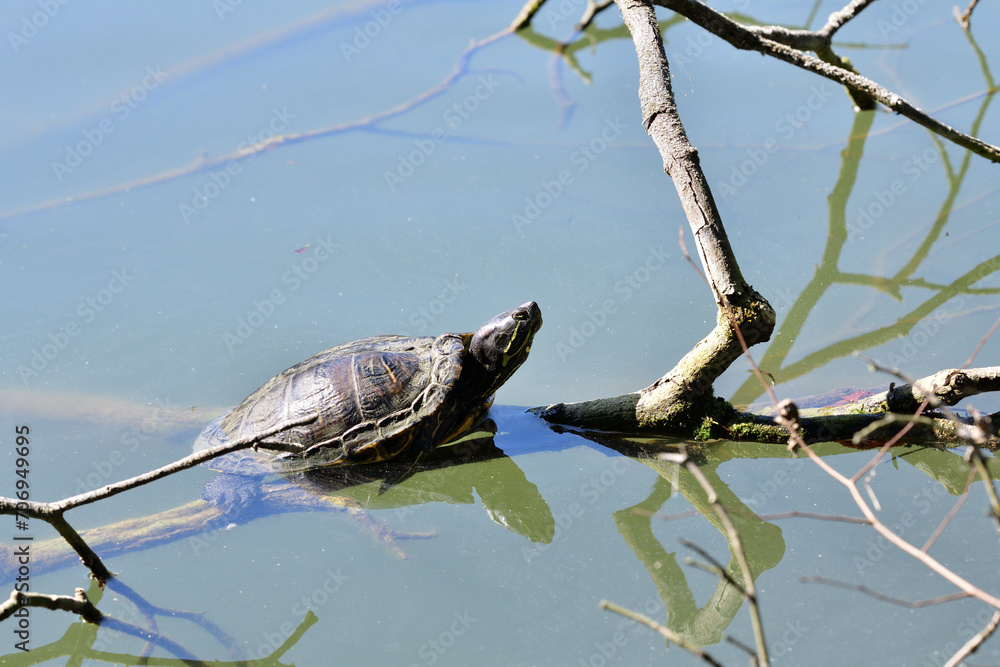 European pond turtle climbs a branch out of the water to bask in the sun