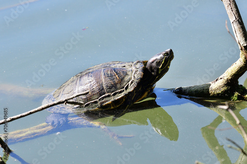 Obraz na płótnie Portrait of a European pond turtle resting and basking on a branch sticking out of the water w salonie