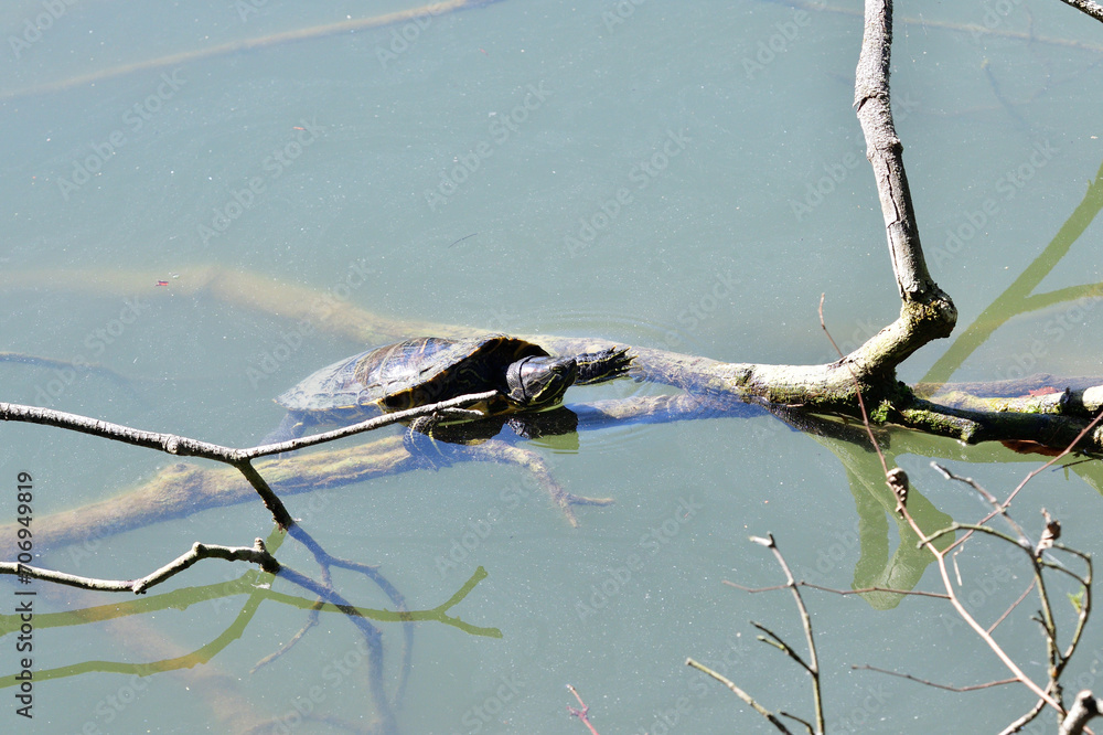 European pond turtle climbs a branch out of the water to bask in the sun