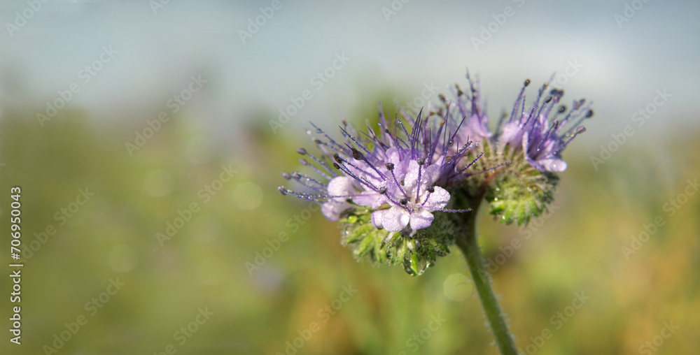 Fototapeta premium beautiful pink meadow flower, macro shot, details, warm morning lights, close up