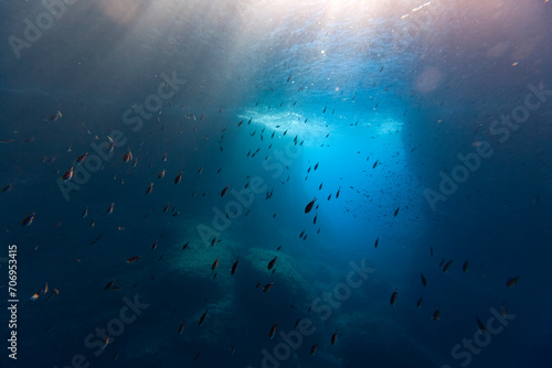 Fish Pont Del Petroli Minorca underwater group animal beauty uw dive art photo