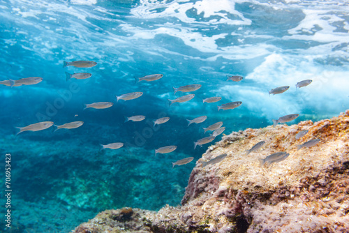 Fish Pont Del Petroli Minorca underwater group animal beauty uw dive art © STPhoto