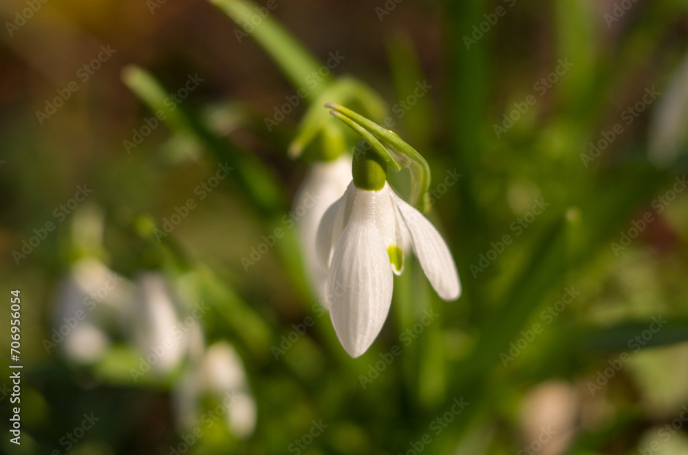 White snowdrop flowers in the forest in the bright sun sway in the wind White snowdrop flowers in the forest in the bright sun sway in the wind