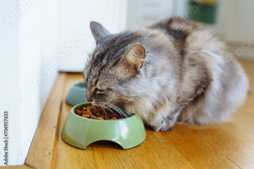 domestic cat eats dry food from bowl on floor